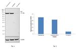 VCP Antibody in Western Blot (WB)