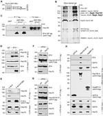 HSC70 Antibody in Western Blot (WB)