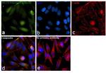 HSC70 Antibody in Immunocytochemistry (ICC/IF)