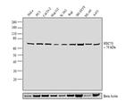 HSC70 Antibody in Western Blot (WB)