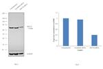 HSC70 Antibody