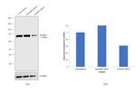 HADHA Antibody in Western Blot (WB)