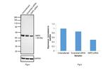 G6PD Antibody in Western Blot (WB)