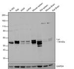 Lyn Antibody