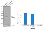 Lyn Antibody in Western Blot (WB)