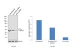 EIF2S1 Antibody in Western Blot (WB)