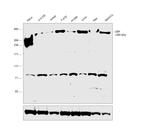 CBP Antibody in Western Blot (WB)