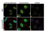 CBP Antibody