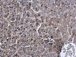 Apolipoprotein D Antibody in Immunohistochemistry (Paraffin) (IHC (P))