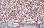 Apolipoprotein D Antibody in Immunohistochemistry (Paraffin) (IHC (P))