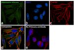 Adenosine Kinase Antibody in Immunocytochemistry (ICC/IF)