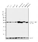 Adenosine Kinase Antibody in Western Blot (WB)