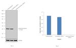 Adenosine Kinase Antibody in Western Blot (WB)