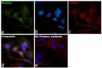 RhoGDI Antibody in Immunocytochemistry (ICC/IF)