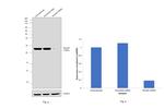 RhoGDI Antibody in Western Blot (WB)