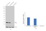 IBA1 Antibody in Western Blot (WB)