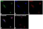 IBA1 Antibody in Immunocytochemistry (ICC/IF)