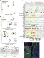 CRABP2 Antibody in Immunohistochemistry (Paraffin) (IHC (P))