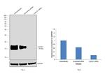 Galectin 1 Antibody in Western Blot (WB)