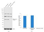 AMPK gamma-1 Antibody in Western Blot (WB)