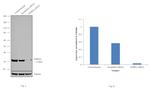 SNRPA Antibody