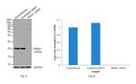 PRDX1 Antibody in Western Blot (WB)