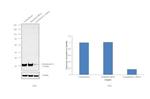 Cytochrome C1 Antibody in Western Blot (WB)