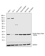 Ferritin Heavy Chain Antibody in Western Blot (WB)