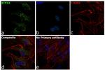 ATP5A1 Antibody in Immunocytochemistry (ICC/IF)