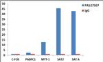 Histone H3.3 Antibody in ChIP Assay (ChIP)