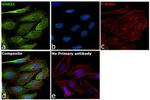 GNAI2 Antibody in Immunocytochemistry (ICC/IF)