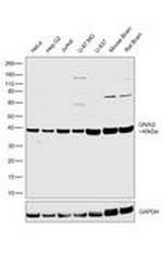 GNAI2 Antibody in Western Blot (WB)