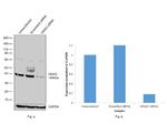 GNAI2 Antibody in Western Blot (WB)