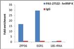 hnRNP K Antibody