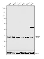 Fibrillarin Antibody in Western Blot (WB)