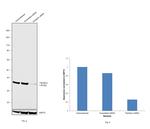 Fibrillarin Antibody