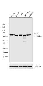 Ku70 Antibody in Western Blot (WB)