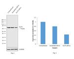 Ku70 Antibody