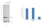 RPL5 Antibody in Western Blot (WB)