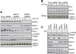 SRP14 Antibody in Western Blot (WB)