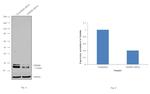 SNRPB Antibody in Western Blot (WB)