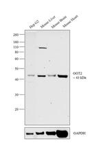 GOT2 Antibody in Western Blot (WB)