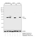 ATF4 Antibody