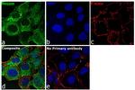 PHGDH Antibody in Immunocytochemistry (ICC/IF)