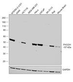 PHGDH Antibody in Western Blot (WB)