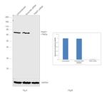 TRAP1 Antibody in Western Blot (WB)