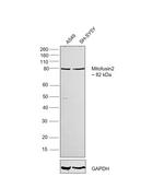 MFN2 Antibody in Western Blot (WB)