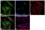 Cofilin Antibody in Immunocytochemistry (ICC/IF)