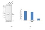 Cofilin Antibody in Western Blot (WB)