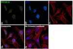 PPP2R1A Antibody in Immunocytochemistry (ICC/IF)